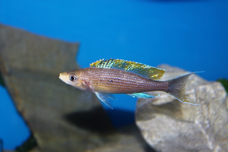 Paracyprichromis brieni 'Milima Island'